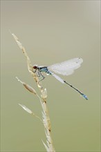 Small red-eyed damselfly (Erythromma viridulum), male with dewdrops, North Rhine-Westphalia,