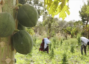 Cultivation of papaya by farmers during organic farming at the agroecological training centre