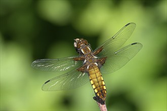 Broad-bodied chaser (Libellula depressa), resting female, on perch, sunny, Bottrop, Ruhr area,