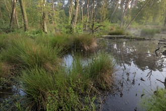 Landslide area, edge area in the forest, bank, at sunrise, Bottrop, Ruhr area, North