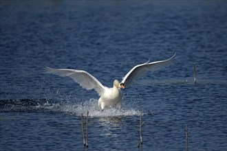 Mute swan (Cygnus olor), adult bird approaching, landing, subsidence area, Bottrop, Ruhr area,