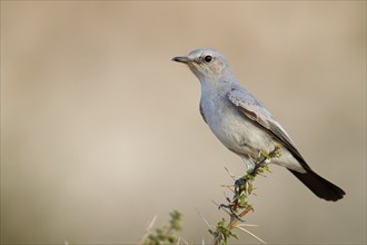 Blackstart, (Cercomela melanura), Grey Chat, Ayn Hamran, Salalah, Dhofar, Oman, Asia