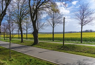 Country road on Rügen, Mecklenburg-Western Pomerania, Germany, Europe