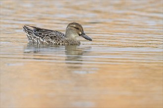 Garganey, (Anas querquedul), duck family, East Khawr / Khawr Ad Dahariz, Salalah, Dhofar, Oman,