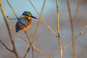 Crested Kingfisher, Corythohrnis cristatus, (Alcedo cristata), Kingfisher family, Malachite