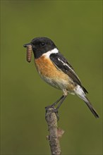 Stonechat, (Saxicola torquata), foraging, male, Bad Dürkheim district, Eich, Rhineland-Palatinate,