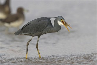 Great Egret, (Egretta gularis), foraging, Raysut, Salalah, Dhofar, Oman, Asia