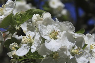 Apple blossoms on a tree in an orchard in the Osterzgebirge, Bannewitz, Saxony, Germany, Europe