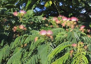 Persian bastard tamarind (Albizia julibrissin), North Rhine-Westphalia, Germany, Europe