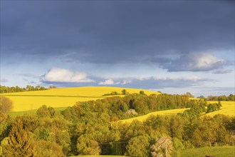 Spring landscape on the Alte Poststraße with blossoming rape fields in the Osterzgebirge, Rippien,