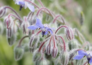 Borage (Borago officinalis), flowers and buds, North Rhine-Westphalia, Germany, Europe