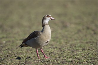 Egyptian goose (Alopochen aegyptiaca), adult bird, Wesel, Lower Rhine, North Rhine-Westphalia,