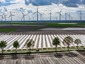 Agriculture, large areas with foil tunnel, for the cultivation of strawberries, freshly cultivated