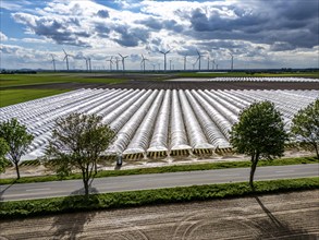 Agriculture, large areas with foil tunnel, for the cultivation of strawberries, freshly cultivated