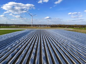 Asparagus fields, asparagus stems under foil, for faster growth, in the background foil greenhouses