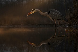 Grey heron (Ardea cinerea), also heron, hunting, fishing, sunrise, rainy weather, shallow water