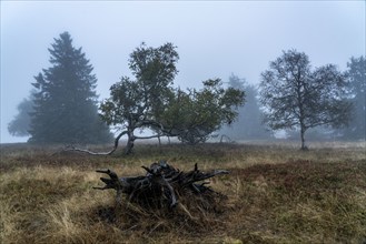 The high heath on the Kahler Asten, mountain in the Sauerland, in autumn fog, Winterberg, North