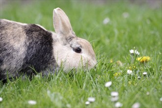 Bunny (Oryctolagus cuniculus domestica), Hare, grass, eating, close-up of a Domestic rabbit in the