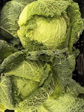 Savoy cabbage (Brassica oleracea convar. Capitata var. sabauda) Welschkraut, Wirsingkraut,