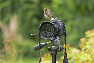 European robin (Erithacus rubecula) sitting on camera, Burgstemmen, Lower Saxony, Germany, Europe