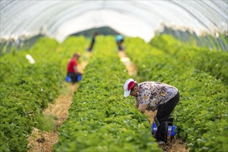 Harvesting strawberries, harvest helper, strawberry cultivation in the open field, under a foil