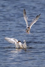 Common tern (Sterna hirundo) splashing in freshwater, fresh water lake to clean feathers in summer