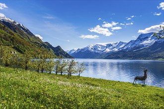 View of snow-covered mountains, fjord and apple trees in bloom, spring, Hardangerfjord near