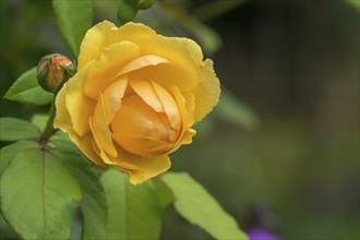 Yellow rose (Rosa sp.), Palatinate, Rhineland-Palatinate, Germany, Europe