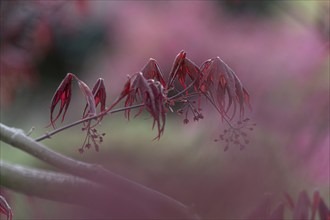 Nature, plant, Asian maple, Acer palmatum, red, bokeh