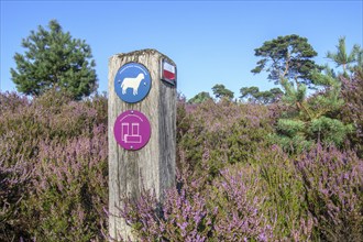 Wooden signpost for walkers among blooming heather in the Kalmthoutse Heide, Kalmthout Heath,