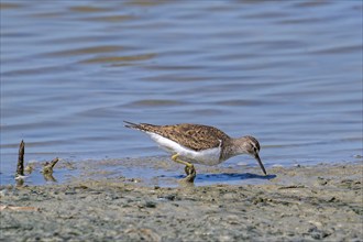 Common sandpiper (Actitis hypoleucos, Tringa hypoleucos) foraging for invertebrates in mud along