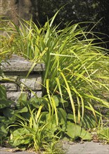 Sedge (Carex), in the park, North Rhine-Westphalia, Germany, Europe