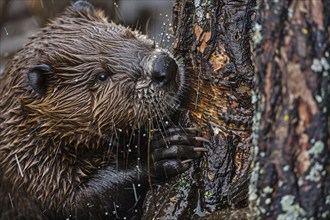 Close up of Beaver gnawing on tree. Generative ai, AI generated