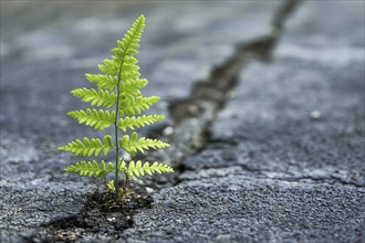 Fern plant branch pushing through cracked street. Generative Ai, AI generated