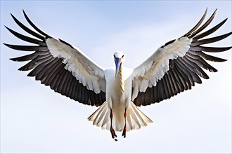 White stork soaring wings unfurled, AI generated