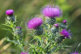 Purple thistles in bloom. KI generiert, generiert, AI generated