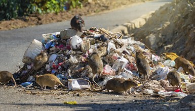 Symbolism, a pile of rotting rubbish on the side of the road, with rats on it, AI-generated,