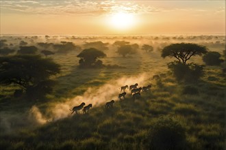 Aerial view of african savanna sunrise with a herd of lions, AI generated