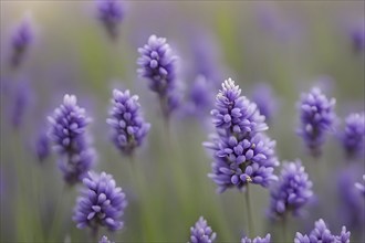 Detailed macro of a lavender flower (Lavandula angustifolia), showing the tiny purple buds and