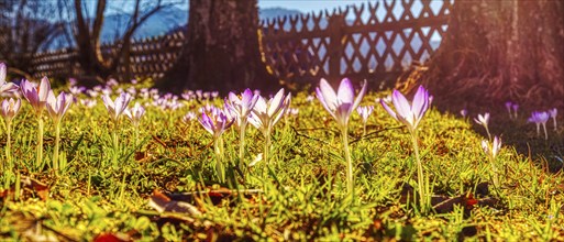 Purple crocuses bloom in the sunny spring grass, surrounded by foliage, crocuses (Crocus)