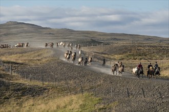 Icelandic horses (Equus islandicus) and mounted drivers at a horse round-up or réttir, dust cloud,