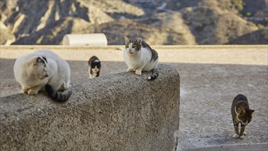 Three cats on a wall in a mountainous environment, cat (s), Olymbos, mountain village, morning