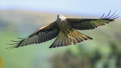 Red Kite, Milvus milvus, bird in flight