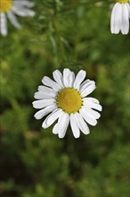 Matricaria chamomilla (Matricaria chamomilla), flowers, medicinal plant, Wilnsdorf North