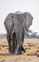 African elephant (Loxodonta africana), African savannah, Nxai Pan National Park, Botswana Botswana