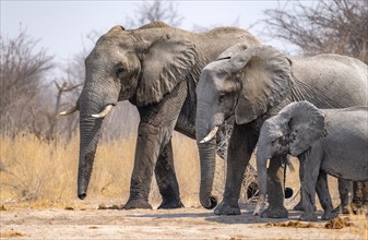 African elephant (Loxodonta africana), three elephants with young, standing in a row according to