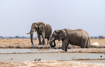 African elephant (Loxodonta africana), two elephants standing in the water, drinking water at a