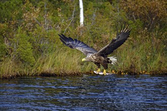 White-tailed eagle (Haliaeetus albicilla), in flight over a watercourse, holding a fish in its