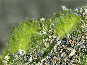 Two green snails, leaf sheep snail (Costasiella kuroshimae), on sandy soil. The snail is also