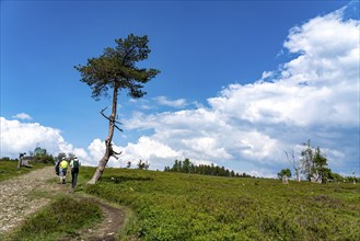 Landscape on the Kahler Asten, mountain, in the Hochsauerland district, Hochheide, North